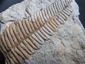 Callipteridium Gigas  Spain. Uploaded by Granotius